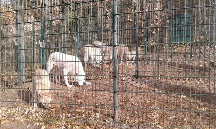 Ciri unsere schüchterne Wolfsdame ist nun auch bereit für das tägliche Einsperrtraining unserer Polarwölfe. Ein wichtiges Training, welches das Leben für Tier und Pfleger wunderbar vereinfacht !