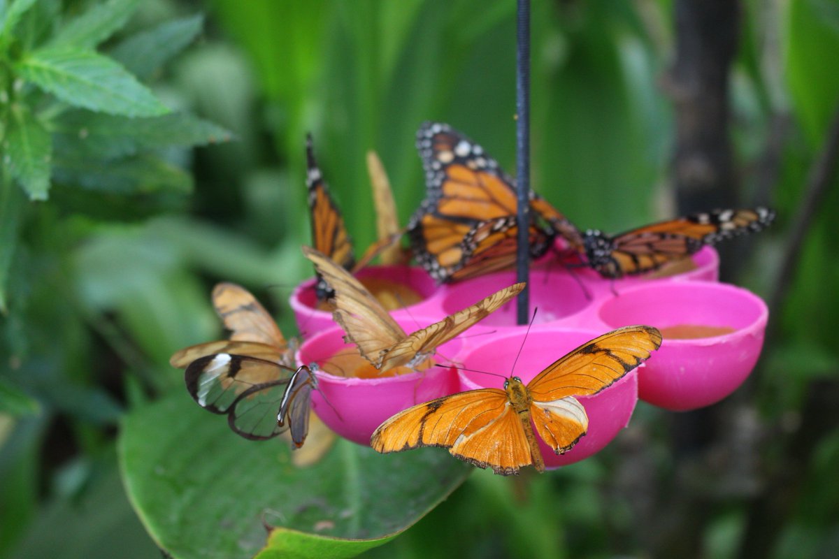 Syrcphy's tweet photo. Peace - Aquí os dejo la última foto que he subido a Instagram. Espero que os guste🤗  #butterflies #photooftheday #Peace #photograph https://t.co/C2RgsuonBO