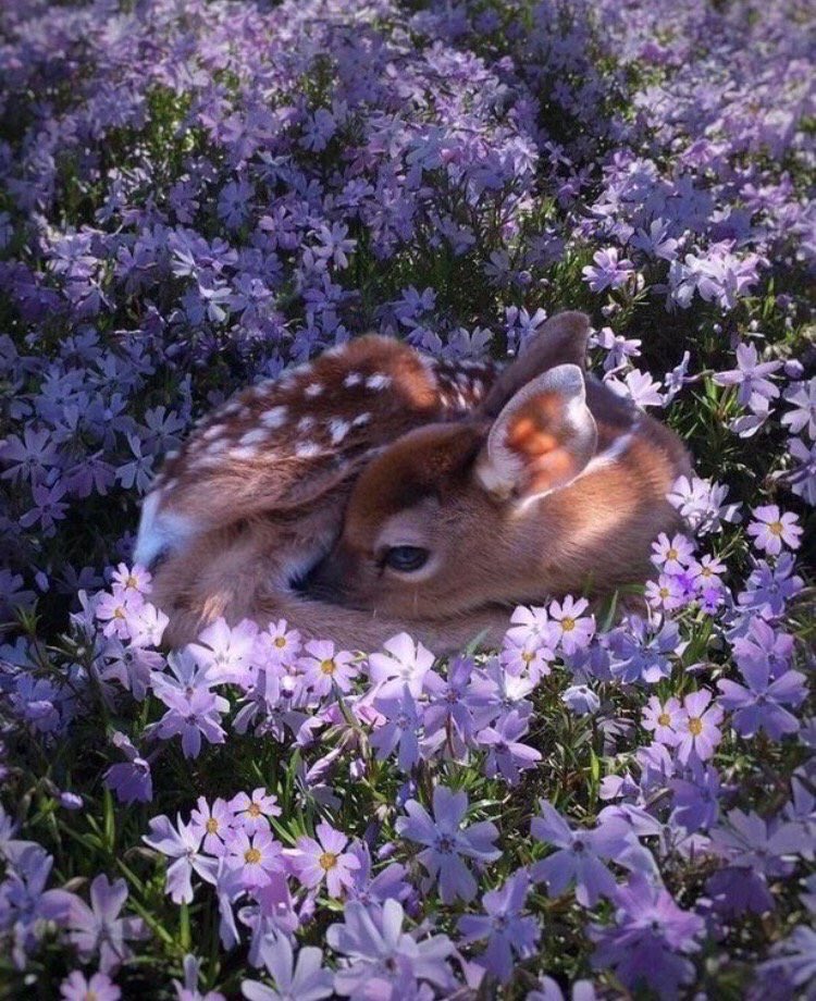 nizariqbani's tweet photo. مخلوقٌ من جنّة
"الشّادن" صغير الغزال 😍 https://t.co/9fyKCcS9IC