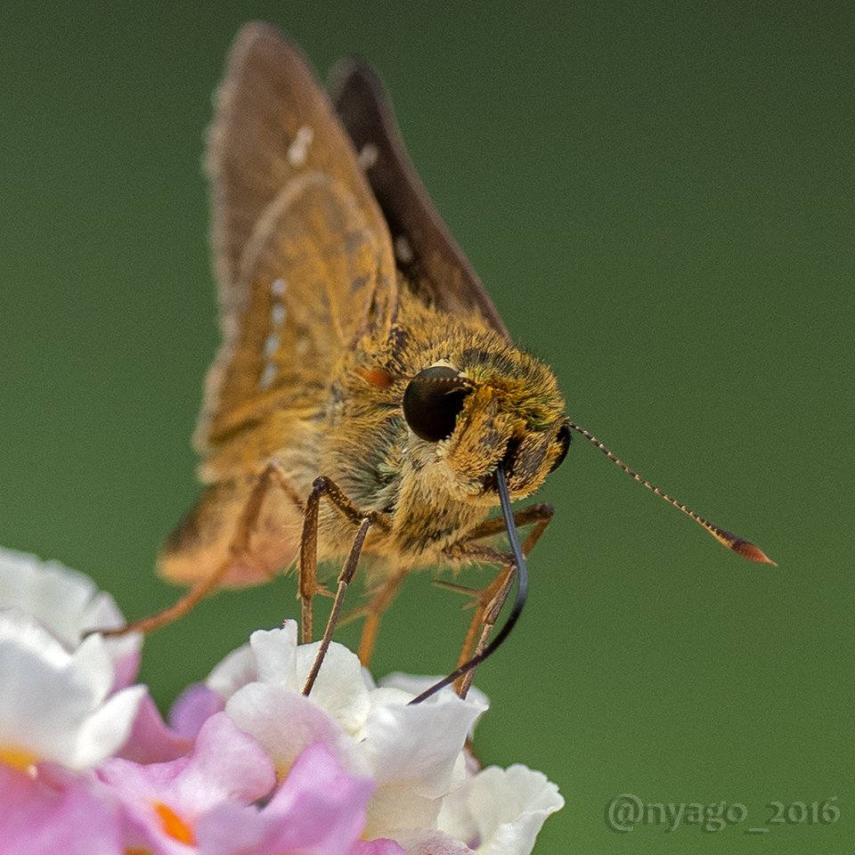 ট ইট র Nyago イチモンジセセリ ちゃんのお顔アップ 頭まるっこくて可愛い ﾉ 昆虫 セセリチョウ Insect 蝶 Butterfly
