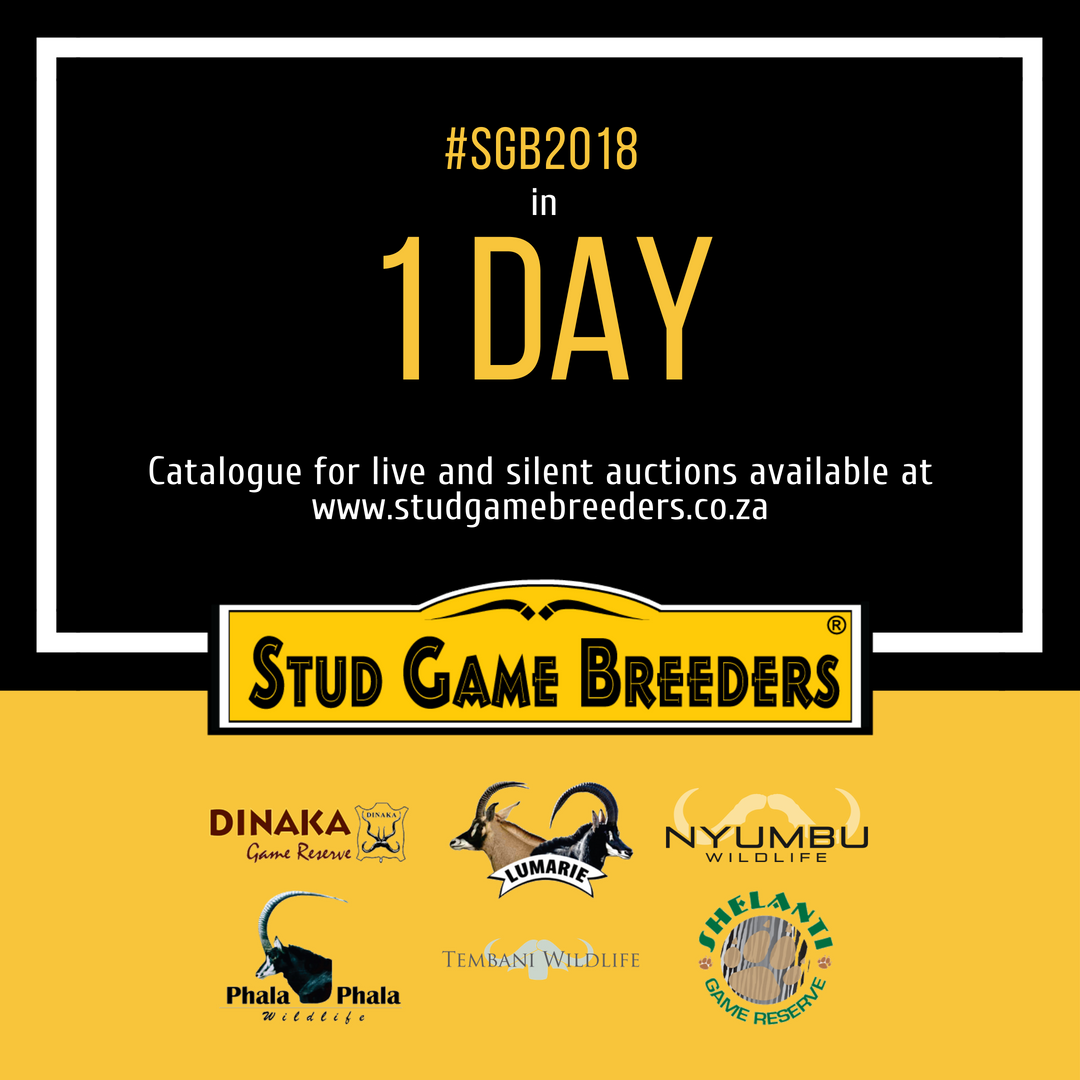 studgamebreeder's tweet photo. Join us this Saturday at Zebula for our biggest auction of the year. View the superb lots available by downloading the auction catalogue from https://t.co/1AOYP6KDic or in the Stud Game Breeders app.
#SGB2018 #gameauction #wildsveiling #gamebreeder #wildboer #SouthAfrica https://t.co/4IFFzAFzgh