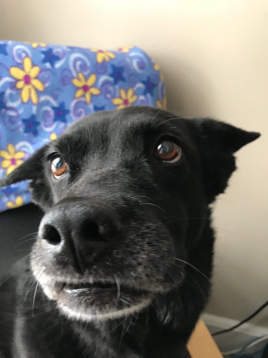 screamqueen084's tweet image. #boop #dogsofwftda