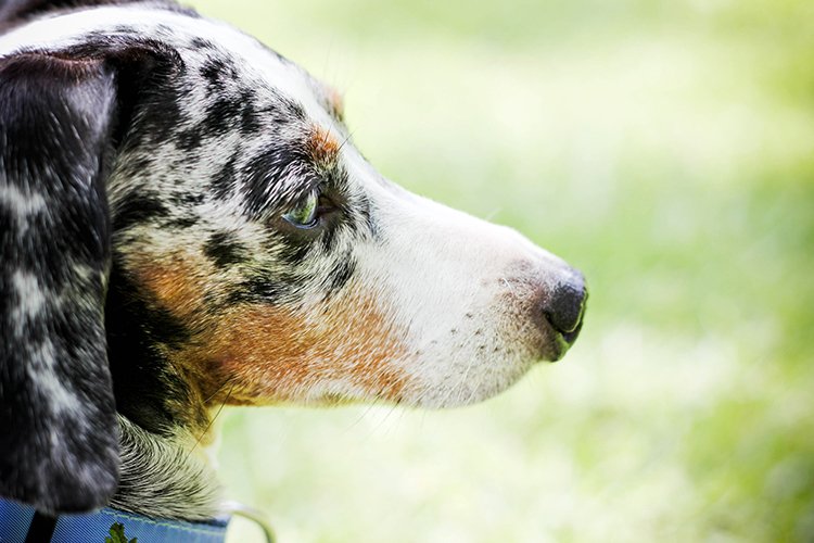 Im heutigen #Rassenportrait: Der #Dunker. bit.ly/2C2DS4r #Hunderasse #Hunde