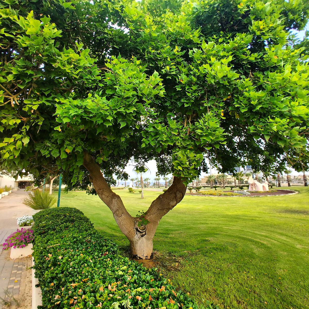 Amar1Falcon9's tweet image. #vtree