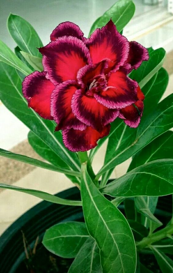 Im_Sanju_Ss tweet picture