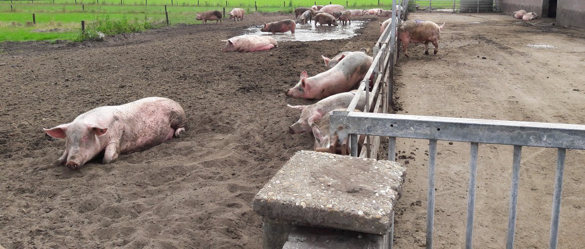 Deze zeugen genieten lekker van het water en de zon. #Inspectie door <a href="/Skalbiocontrole/">Skal Biocontrole</a>