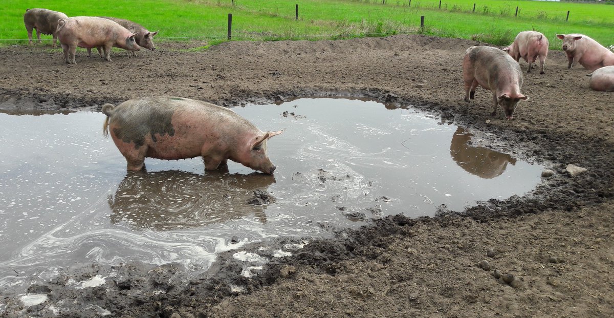 Achterbio tweet media