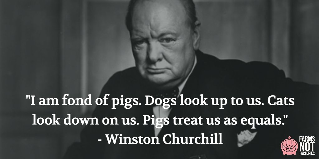 farmsnotfactory's tweet photo. Today's #PigPop is brought to you by Sir Winston Churchill, who apparently liked pigs almost as much as we do! 🐷 #PigPops #FlashbackFriday https://t.co/ihsVau0uRS