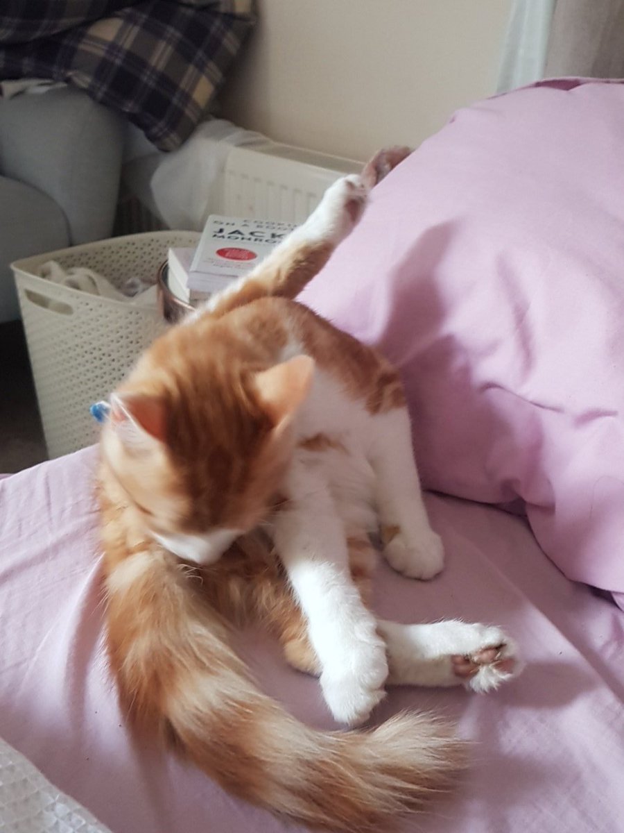 PussInBootstrap's tweet image. ...and some yoga...