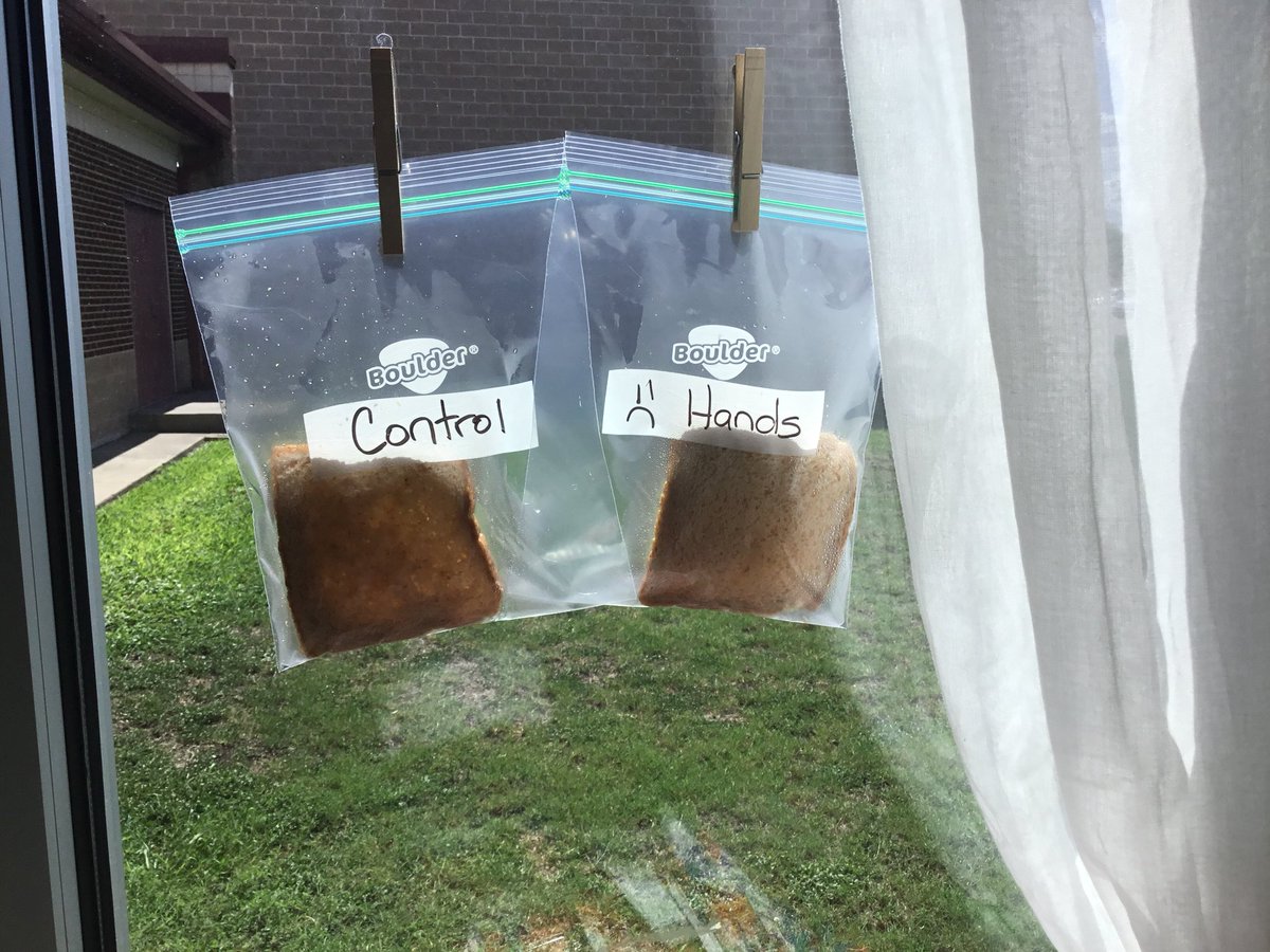 amyroenfanz's tweet photo. We are doing an experiment about germs! What will happen to the bread. The predictions were priceless. Ask your child what they think will happen. #midwayscience https://t.co/OGuCimQpMr