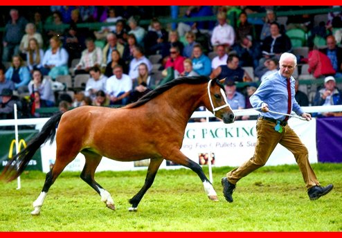 davidda82884126's tweet photo. Merlod Ceulan Ponies #welshmountainponies #SectionAWelshPonies #Welshponyandcobsociety #WPCS #Welshmountainpony https://t.co/QzpEWBsPck