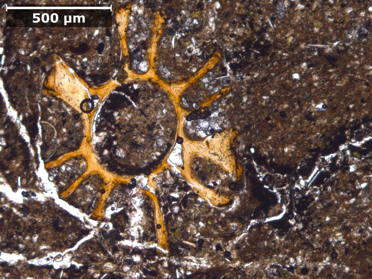 RSKPetrography's tweet photo. Good morning #petrographers! It's #FossilFriday, and we missed #ThinSectionThursday so here's a calcareous claystone. https://t.co/50qyNmCaQQ