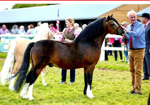 davidda82884126's tweet photo. Merlod Ceulan Ponies #welshmountainponies #SectionAWelshPonies #Welshponyandcobsociety #WPCS #Welshmountainpony https://t.co/OKrWV0zA2G