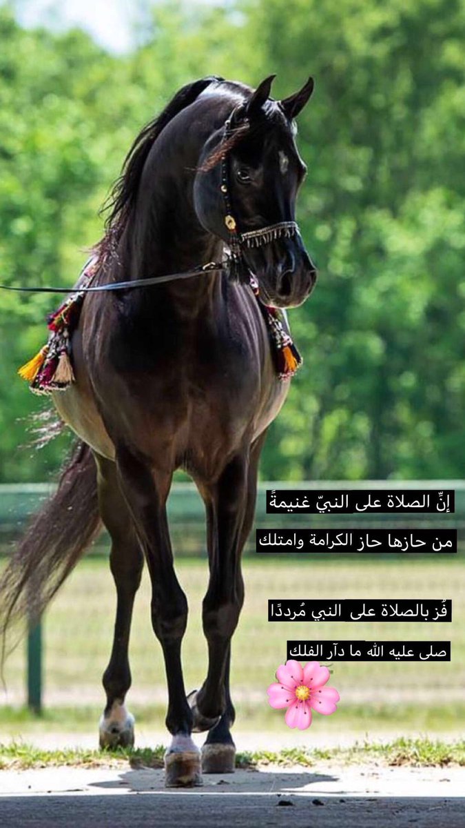 mubarakq0's tweet photo. إنَّ الصلاة على النبي غنيمةٌ
من حازها حاز الكرامة وامتلك

فُز بالصلاة على النبي مُرددًا
صلى عليه الله ما دار الفلك  
#الجمعه https://t.co/iFswzuOcXd