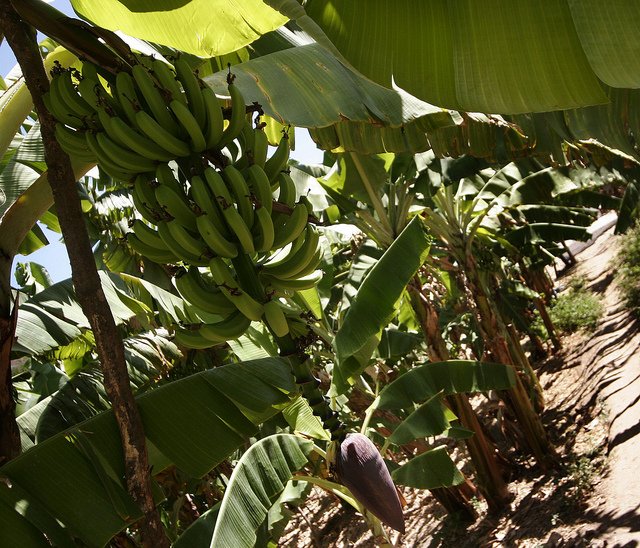 BiovIntCIAT_eng's tweet photo. Using digital innovation to help farmers stop the spread of #BXW, a deadly #banana disease in #Rwanda https://t.co/RqEa88pFr0 @BioversityInt @IITA_CGIAR https://t.co/WIxqTEKuZM