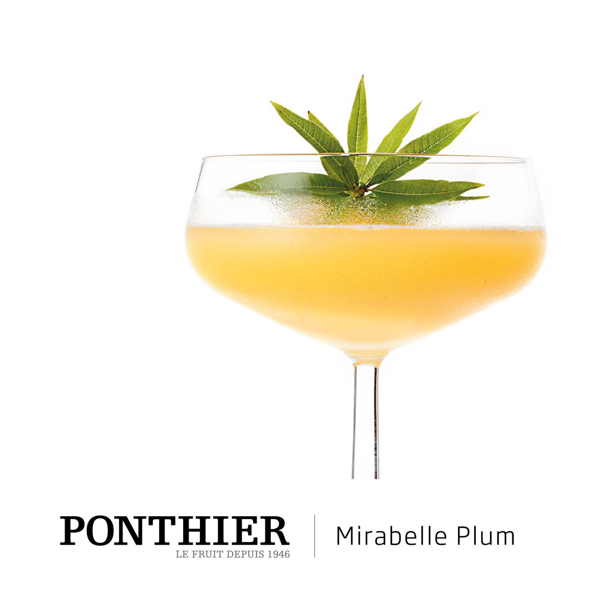 The Mirabelle Plum from Lorraine is in the spotlight this month ! Celebrate it with a refreshing cocktail of Ponthier Mirabelle Plum puree. Photo ©AdelineMonnier #ponthier #fruit #puree #mirabelleplum #cocktail