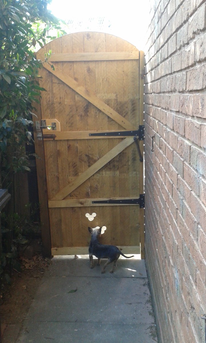 ManCaveWood1's tweet photo. My rescued three legged Yorkshire terrier Dougal discovering the doggy spy holes in a new side gate made from recycled wood. He now gets a good view of that rather annoying cat next door.  #PositiveTwitterDay https://t.co/adUXyimpjF