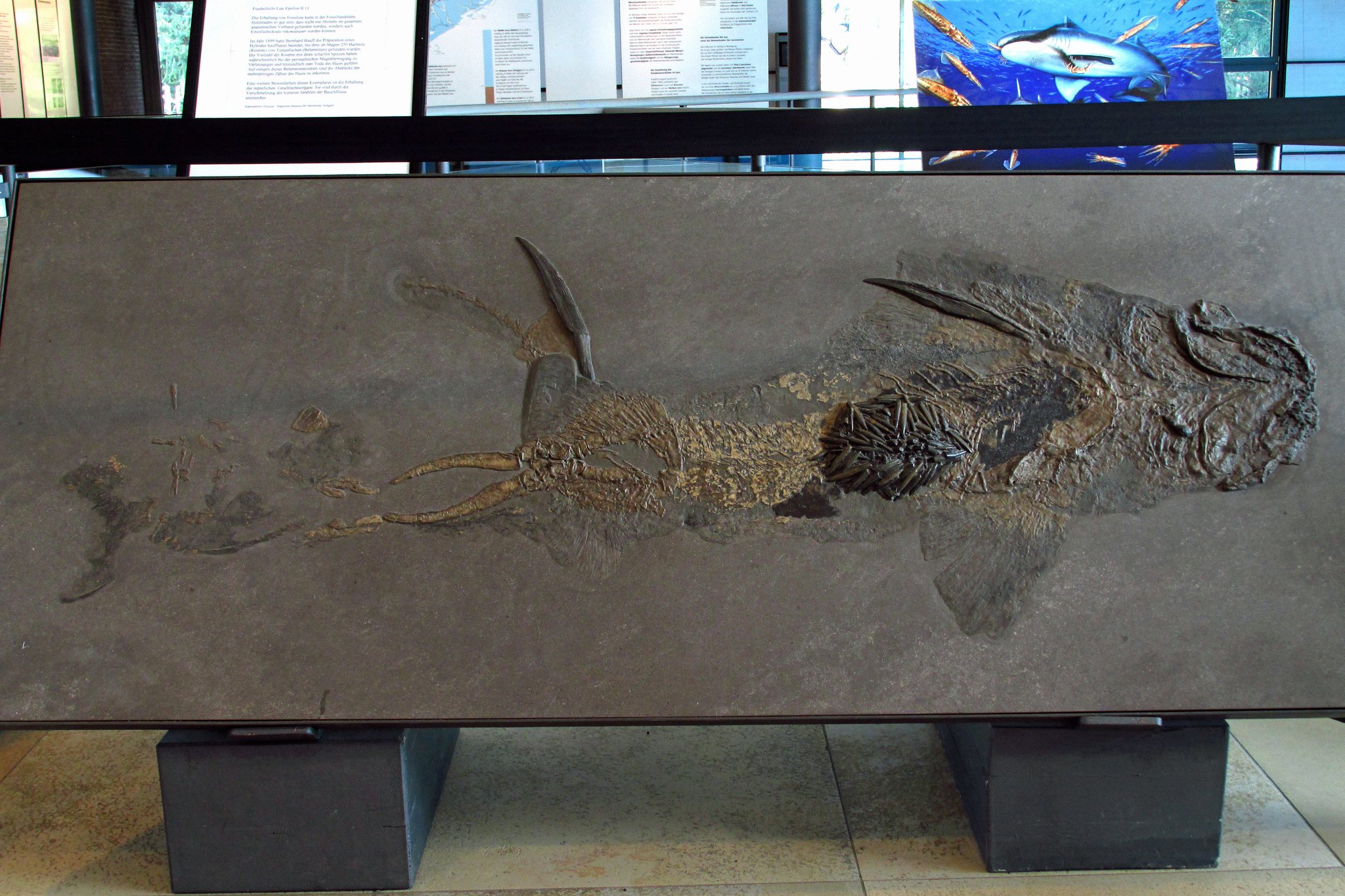 Sven Sachs on Twitter: "Skeleton of Hybodus hauffianus, a shark from the Lower Jurassic Posidonia Shale of Holzmaden (Germany), containing belemnites as stomach content. On display at the Urweltmuseum Hauff in Holzmaden. #