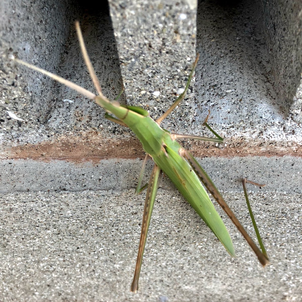 にゃぱねっと 昨日追っかけ回したショウリョウバッタが出てきてた なかなかデカイ 昆虫すごいぜ