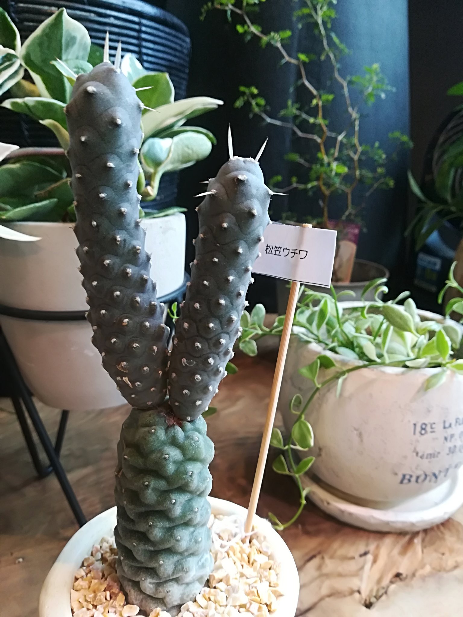 Home Plants テフロカクタス 松笠団扇 上と下とが違う姿に惹かれてしまう どうなってるんだろー と ｼﾞｰっと ｼﾞｰｰっと 見ていると 鉢に飛び込んだら こうなった と勝手なテーマを付けて一人でｸｽｯ 休眠時に乾燥させると 松ボックリのようになる