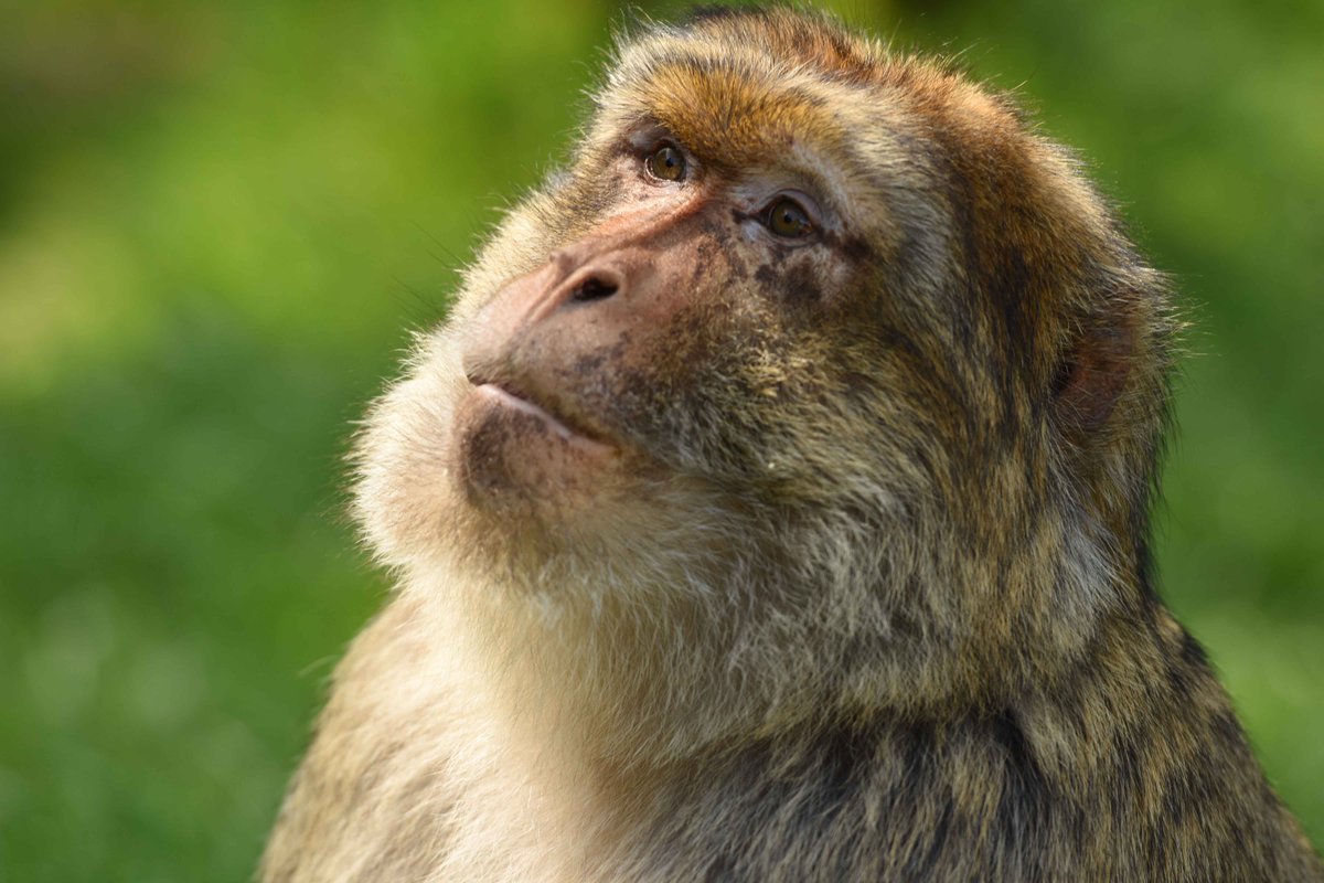 Monkey_Forest's tweet photo. Our Photo of The Year Competition ends tonight at midnight - get your entries in quick. Remember to use the hashtag #MonkeyPics for your chance to WIN a VIP feeding experience for two people! https://t.co/nxWOw8kfDN