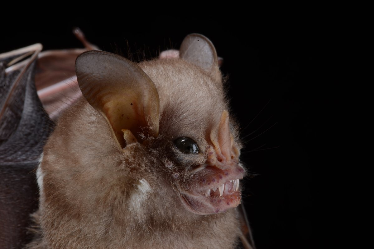 EveryBat on Twitter: quot BAT #65 A white shouldered short faced bat