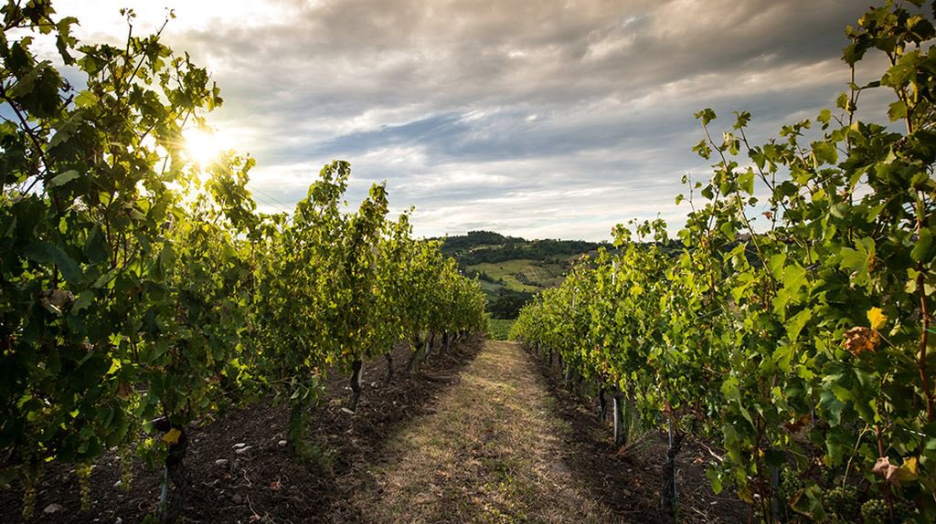 WineNewsIt's tweet photo. La "sindrome da secondogenito" non vale per il #vinobianco fermo. La carta vincente? Gli #autoctoni, con il 45% degli italiani che li elegge vini del futuro, frutto di uve molto diverse in grado di far scoprire tutta la varietà e le diverse caratterizzazioni del #vignetoItalia https://t.co/OInL1wxu7E