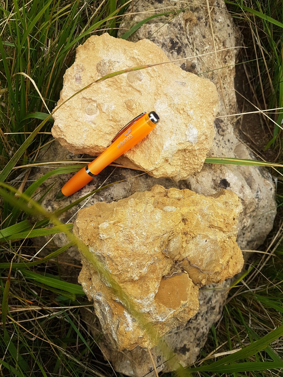 Glos Geo Trust (@glosgeotrust) on Twitter photo Its <a href="/fossilfriday/">Fossil Friday</a> and we're going fossil hunting with @CleeveCommon and making our own fossil too! If you missed out booking this time around, we'll be running more soon! #youngpalaeontologists #fossilfriday #Gloucestershire #event #lastdayoftheholidays #excited #summerholidays Its <a href="/fossilfriday/">Fossil Friday</a> and we're going fossil hunting with @CleeveCommon and making our own fossil too! If you missed out booking this time around, we'll be running more soon! #youngpalaeontologists #fossilfriday #Gloucestershire #event #lastdayoftheholidays #excited #summerholidays