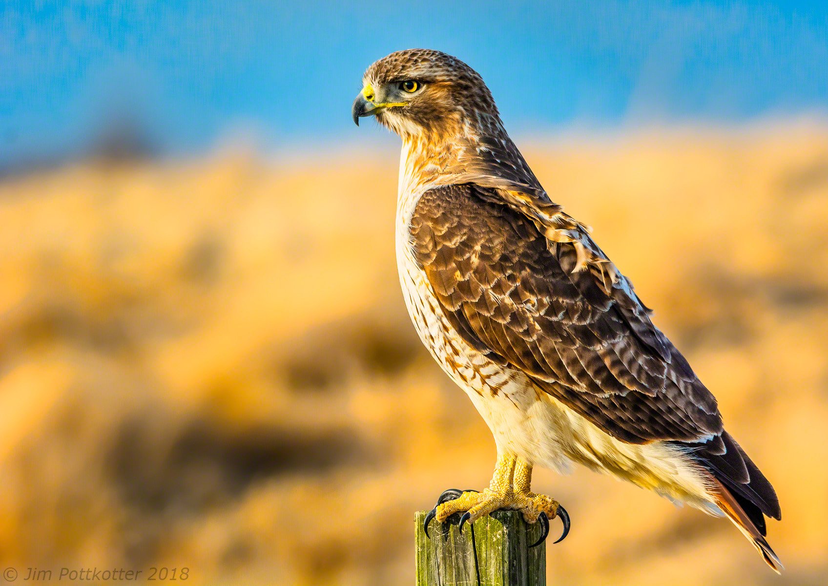 Jim Pottkotter on Twitter: "This Red-tailed Hawk was facing the