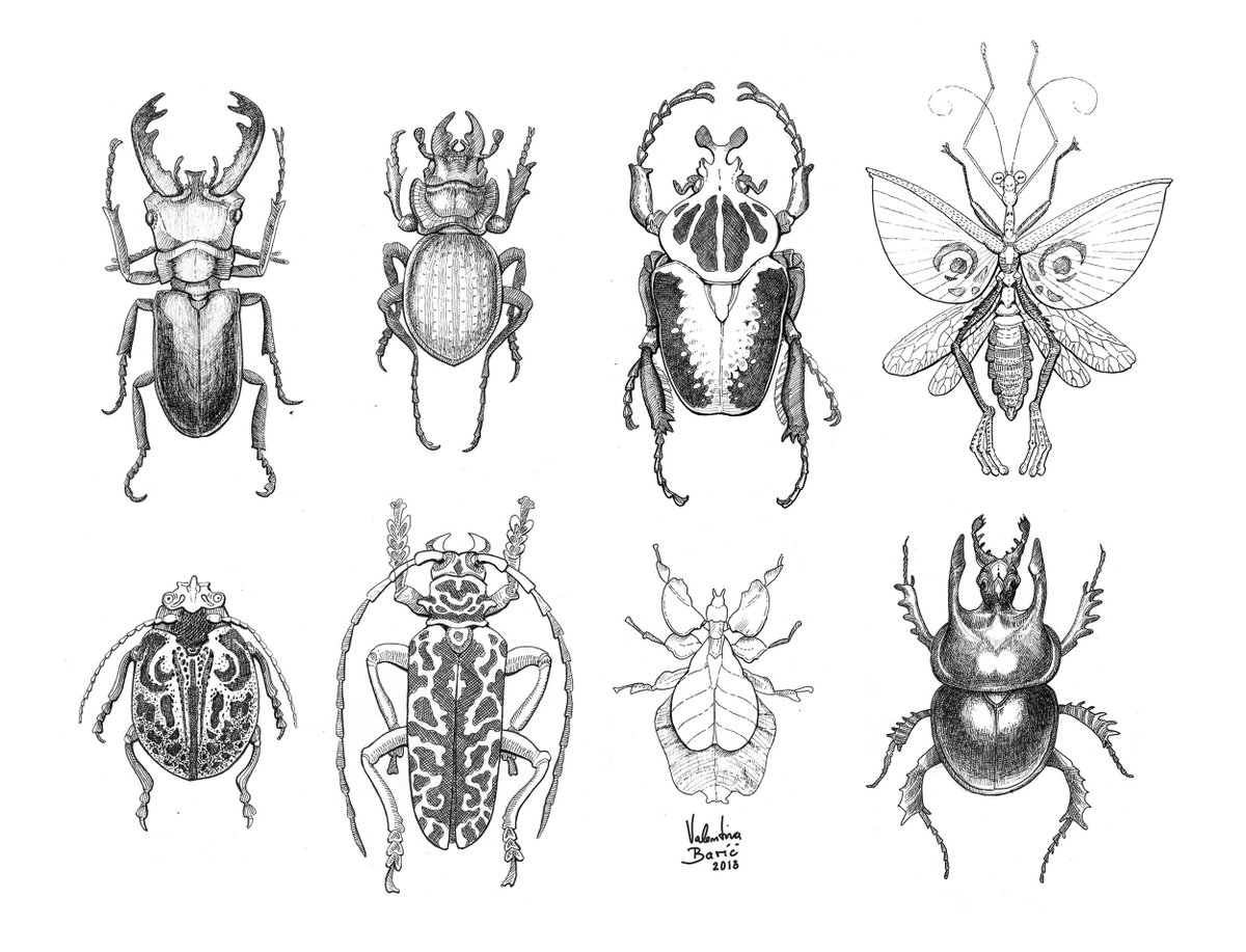Nimphradora's tweet photo. Some of these are studies, some are imaginary. Drawn with ink. #drawing #art #illustration  #fantasycreature   #animal  #bug #insect #study #beetledrawing #inkdrawing https://t.co/GvB07PHKo8
