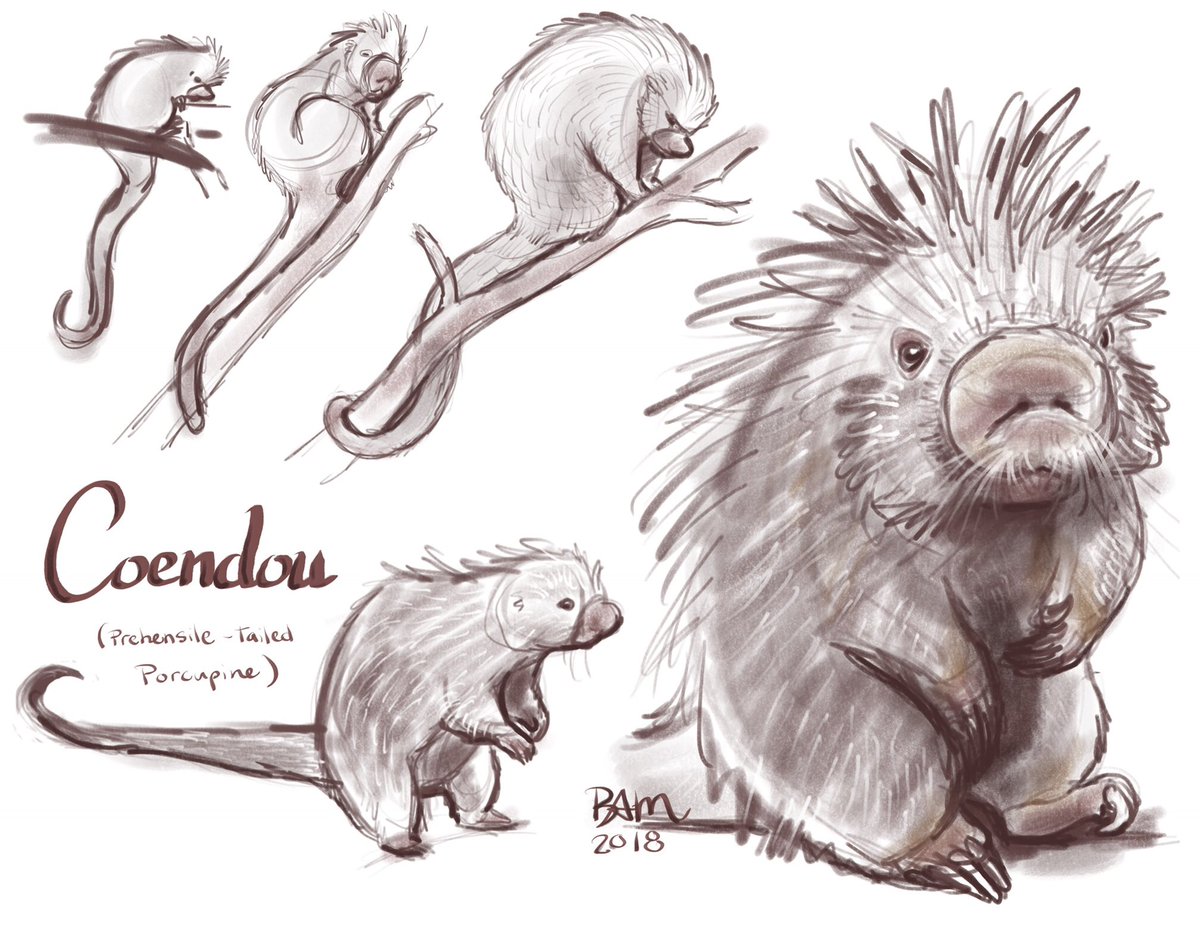 BreeManahanArt's tweet photo. Animal sketches. #drawing #AnimalKingdom #coendou #porcupine https://t.co/V7b8PX3Z9k