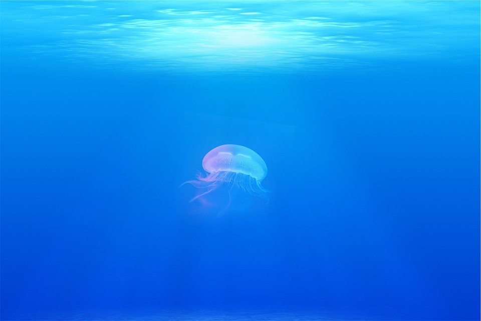 divebell3's tweet photo. Ocean Zonation: Biogeography Series (Part 6) https://t.co/VBXBPKZX8B https://t.co/uDG4DJFUCG