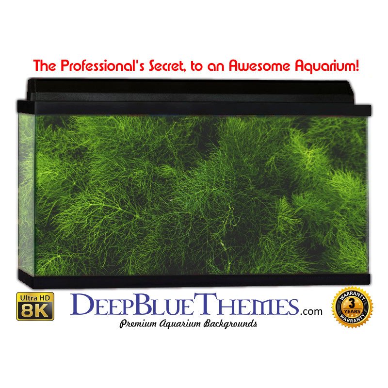DeepBlueThemes's tweet photo. CLASSIC-GRASS design can be found here: https://t.co/GJQNNXeIOI #grass #classic #aquarium #aquariums #aquariumbackground #fish #fishtank #petfish #fishtankbackground #awesome #custom #personalized #oneofakind #pet #pets #petlover https://t.co/jGQaS9k9X8