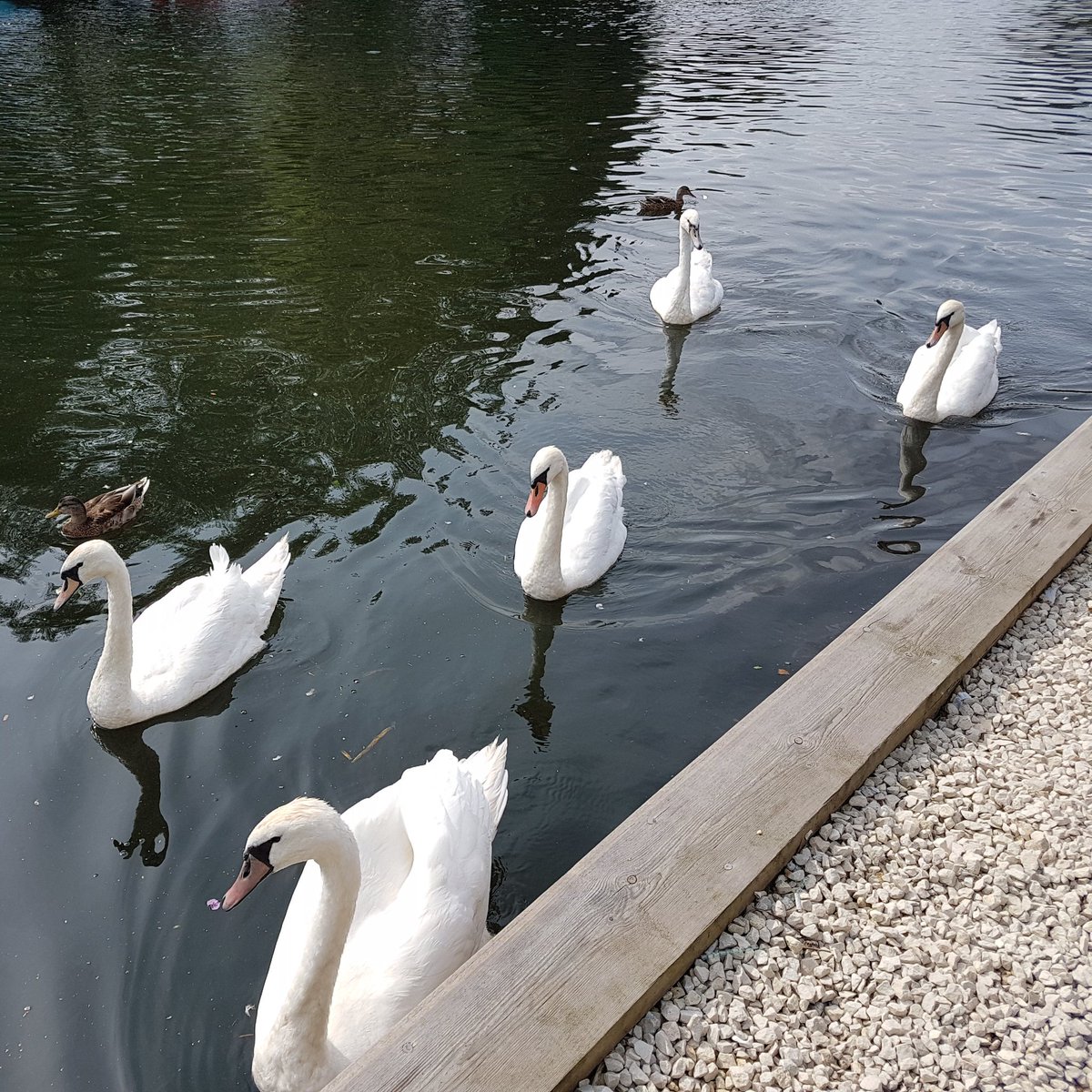 Lordetts32's tweet photo. 5 Swans a Swimming. I know it should have been 7, but can the Ducks fill in until nearer the date? #formationdancing #sequencedancing #Swans #Riverbank https://t.co/R7CEhIySsp