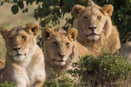 RDBrwanda's tweet photo. Revenues from tourism amounted to $438 million in 2017, constituting almost 50% of all service exports. 94,000 tourists visited Rwanda’s national parks generating $18.7 million.
https://t.co/kFAiErPzzi
#Rwandaworks #Investinrwanda #Rwanda https://t.co/NylyEMb85G