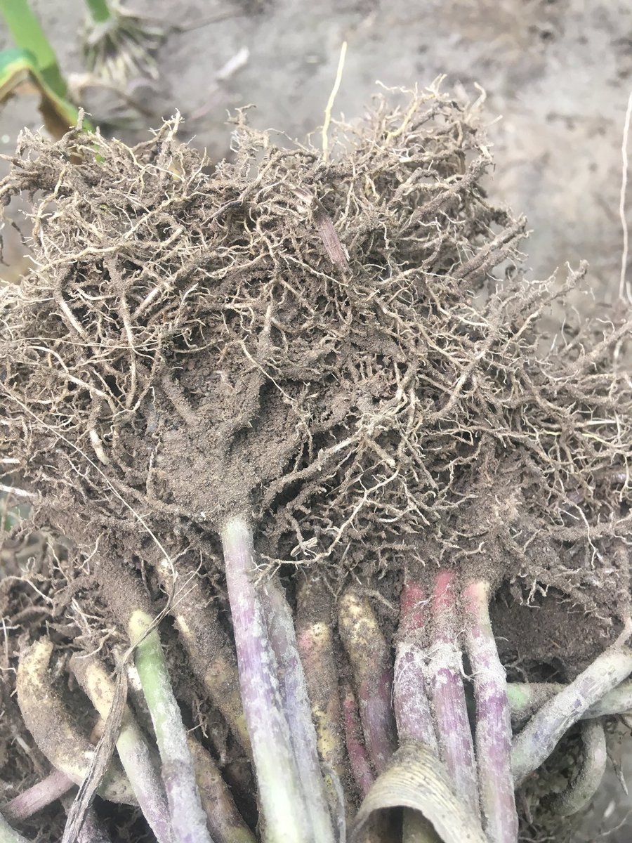 Crop touring with <a href="/Holmes_Taylor1/">Taylor Holmes</a> in Redickville today. I’m blown away by the consistency of @PRIDESEEDS A4939G2 RIB .  It’s intensive fiberous roots got it through periodic drought conditions this summer.