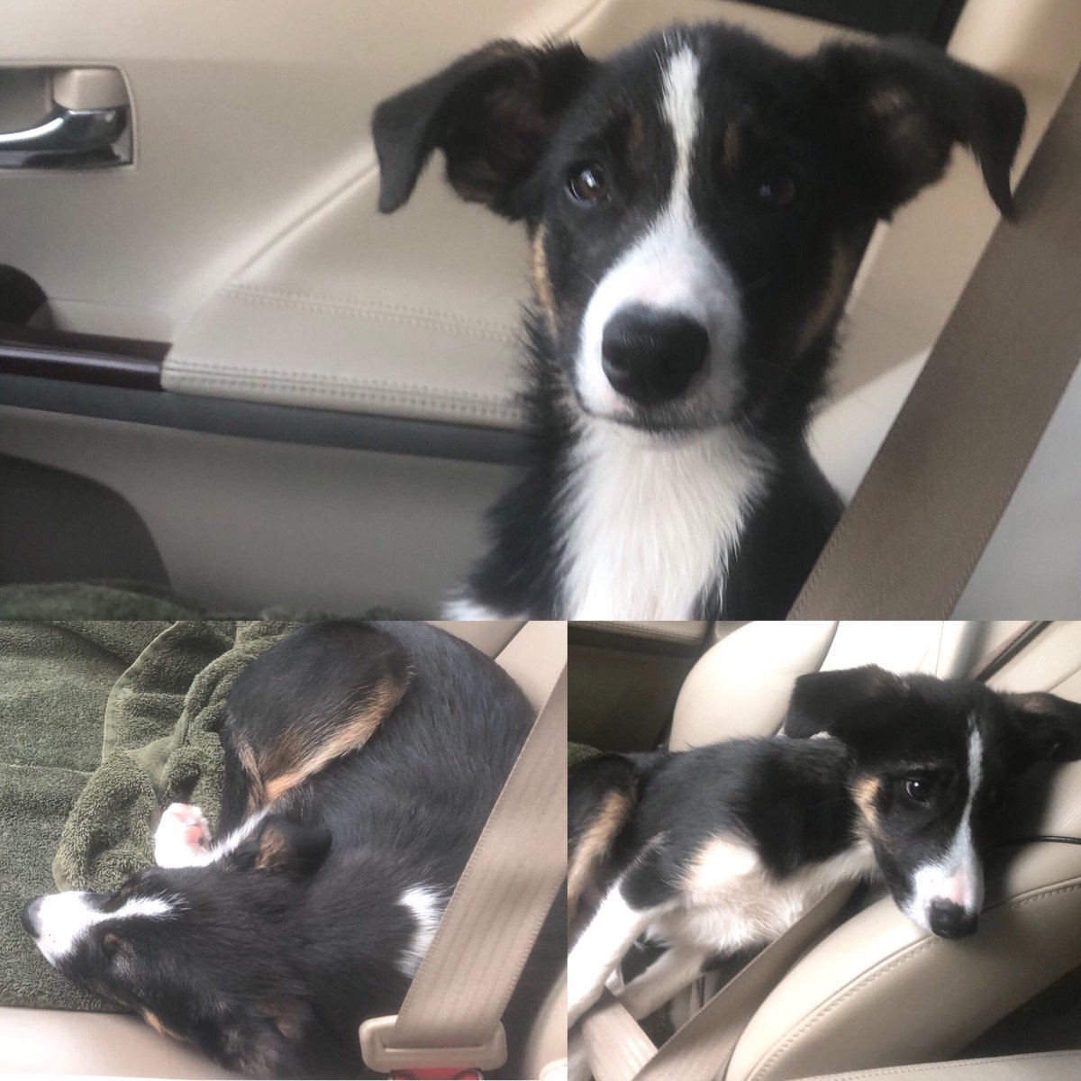 Goosedogs4Sale's tweet photo. Did you know that giving your carsick-prone dog/puppy ginger about a 1/2 hour before a car ride will help alleviate their nausea? We give about 1/2 a capsule in a Pill Pocket. This here is young Benson. #dogsofinstagram #carsickdog #gingerfordogs #goosedogsforsale https://t.co/tPTywKvsFG