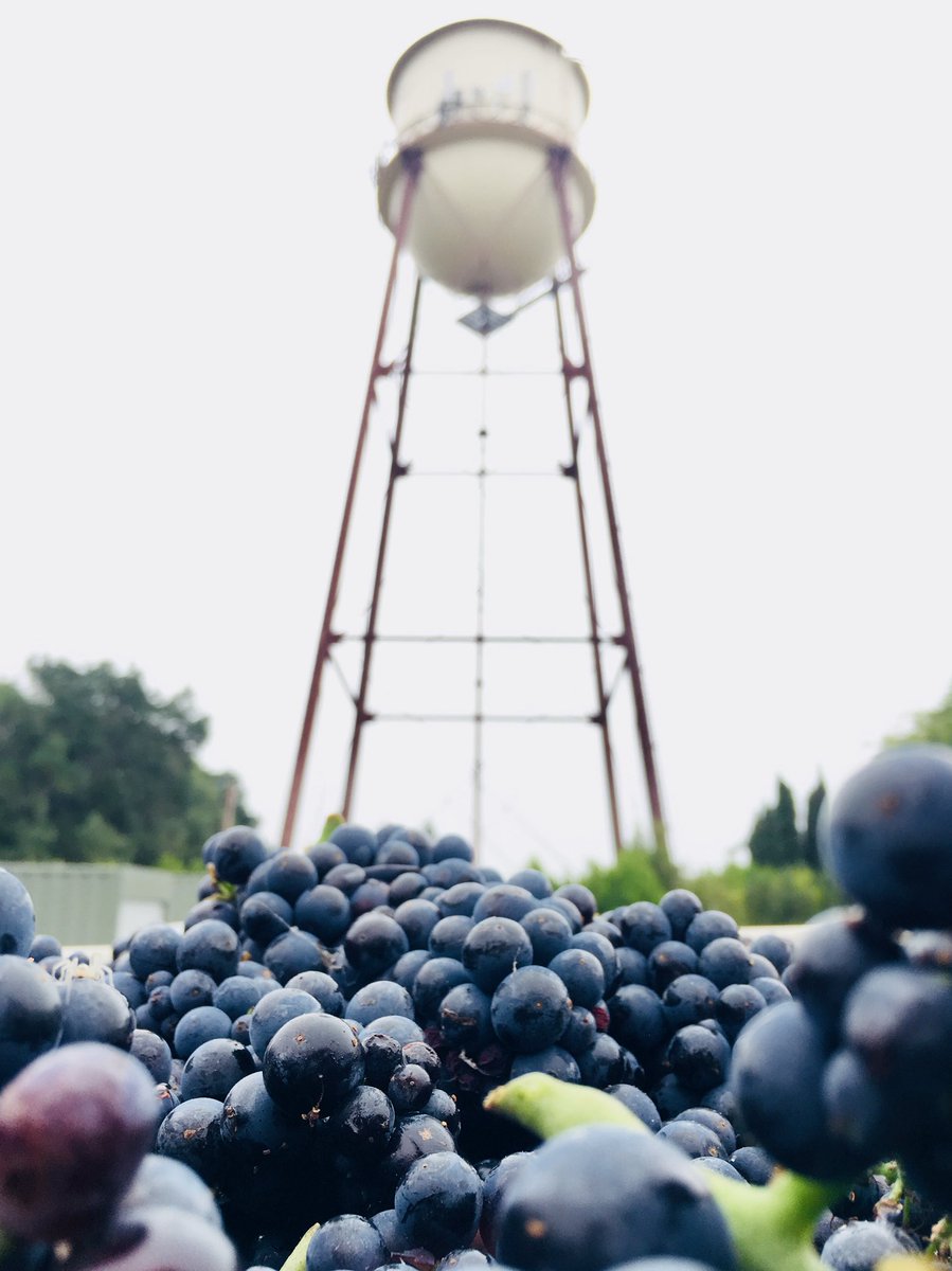 #Harvest2018 officially underway! #pinotnoir #clustersonclusters #hensandchicks #futurewine #themostwonderfultimeoftheyear #winerylife #RussianRiver #SonomaChat