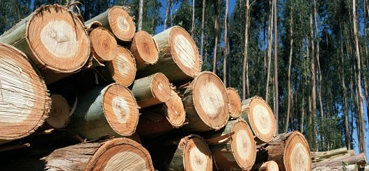 FAOForestry's tweet photo. Want to learn about #forest certification? Check out our #SFMToolbox module https://t.co/ofp9P1Vv9y https://t.co/LTRcaj8T6O