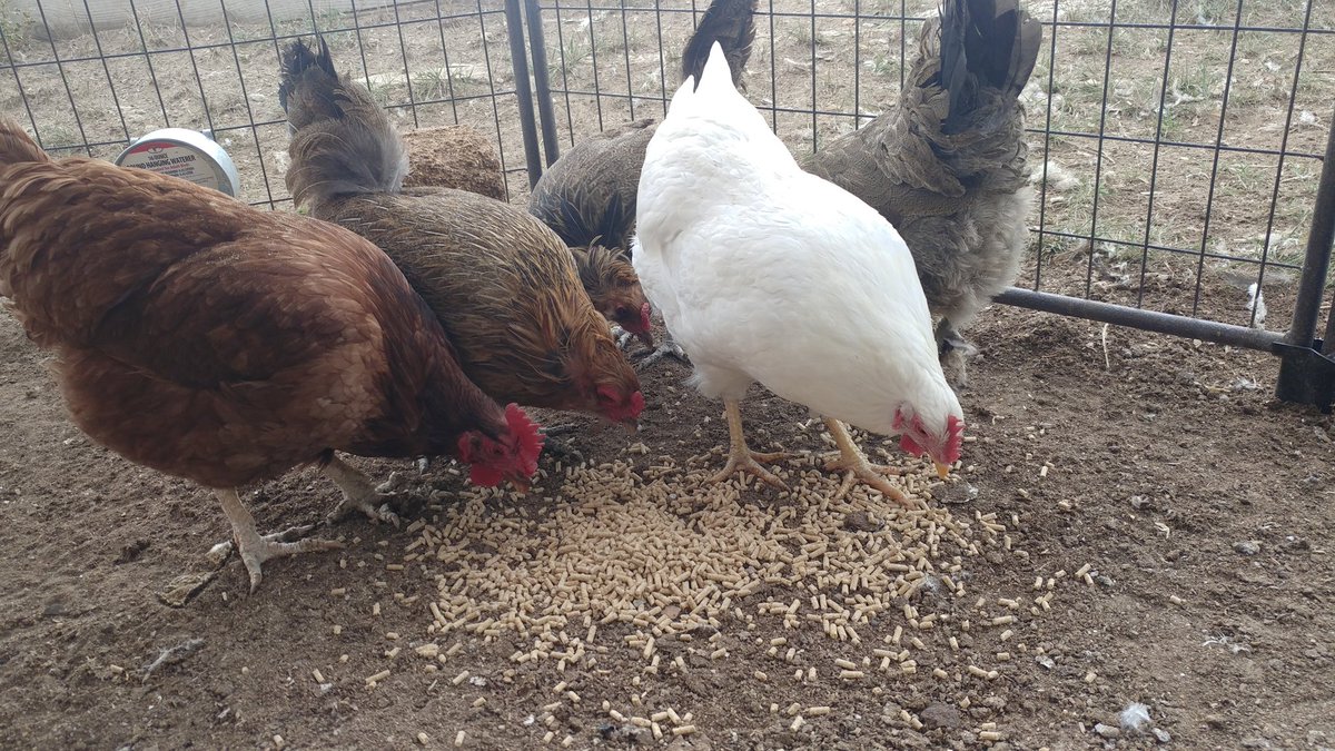 AnicaPadilla's tweet photo. Chickens are capable of love.
They love food.
#backyardbarnyard #suburbancowgirl https://t.co/VUvrs8hjyT