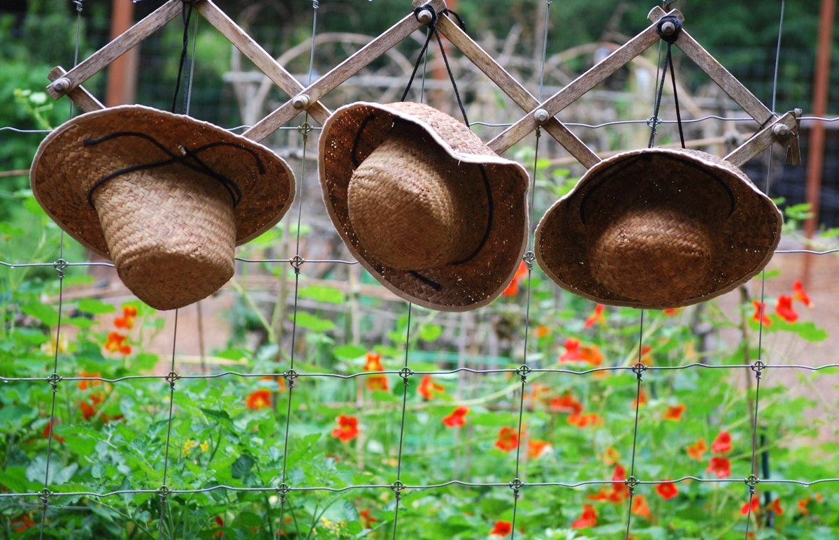 lorepatterson's tweet image. Cheers to the weekend and these garden hats hanging at the entrance to the Community Garden, ready for weekend gardeners! #garden #gardenphotography #potager #ediblegarden #allotment #bainbridgeisland #communitygarden #gardens