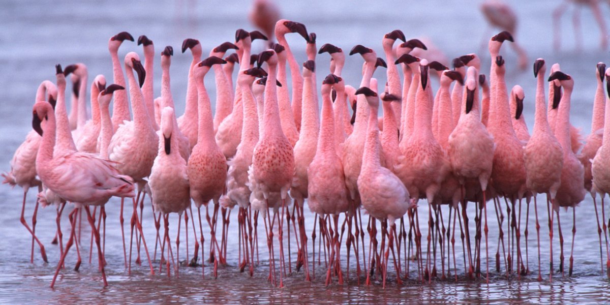When thinking about pink animals, flamingos will be the first to come to mi...