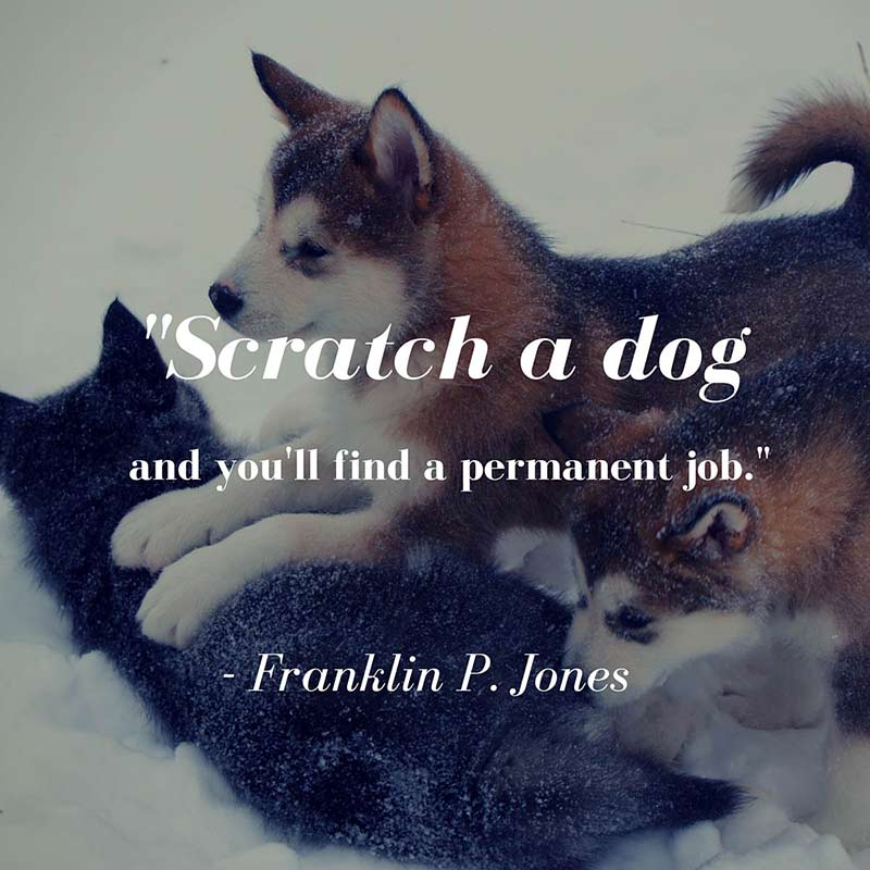 GFarmstead's tweet photo. "Scratch a #dog and you'll find a permanent job." -Franklin P. Jones https://t.co/x3z95imq5W
