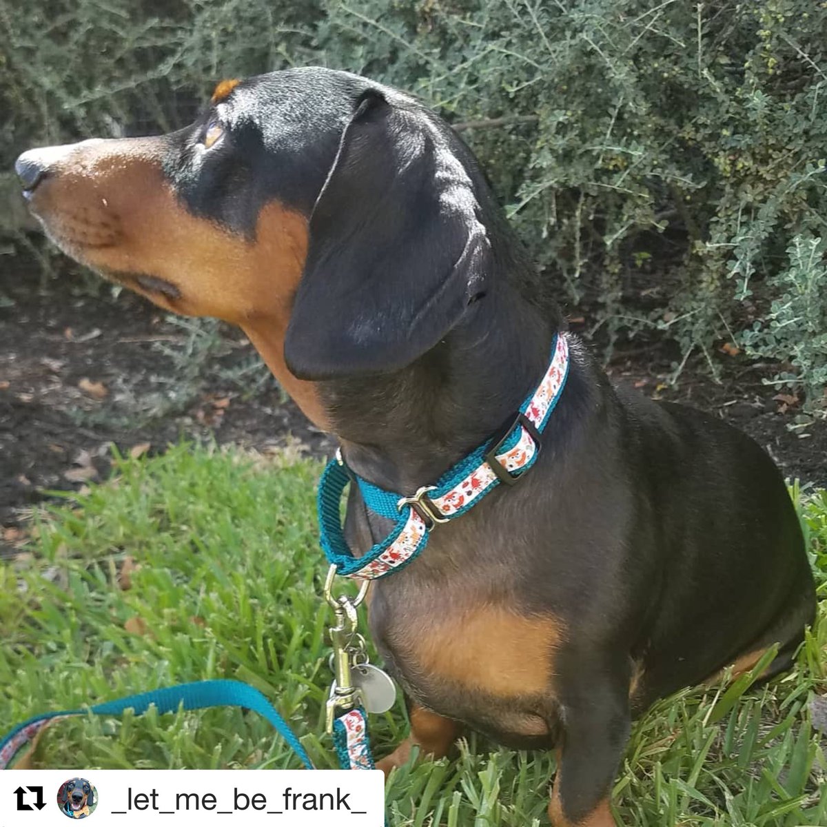 GetWagging's tweet photo. Frank says: “FOR FOX SAKE!! 🦊 Have you seen the @getwagging #SeptemberCollection?! 🍁🍂 Stay tuned for more September giveaways on this collar and leash set, my friends!” 😂 #FoxCollection .
.
#Repost @_let_me_be_frank_ https://t.co/bNsuVgon6q
