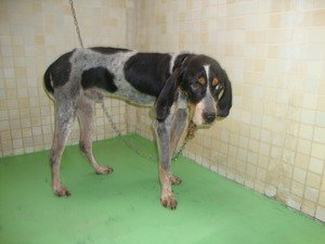 Japanesemichael Jackson A Twitter 長崎県動物管理所 迷子犬 処分場移送中 性別 年齢 成犬 犬種 ブルーティック クーンハウンド 体格 中 収容日場所 8 31 川棚町中組郷 茶色首輪 迷子犬 長崎県川棚町中組郷 ブルーティック クーンハウンド犬 Japanesemichael Jackson A Twitter 長崎県動物管理所 迷子犬 処分場移送中 性別 年齢 成犬 犬種 ブルーティック クーンハウンド 体格 中 収容日場所 8 31 川棚町中組郷 茶色首輪 迷子犬 長崎県川棚町中組郷 ブルーティック クーンハウンド犬