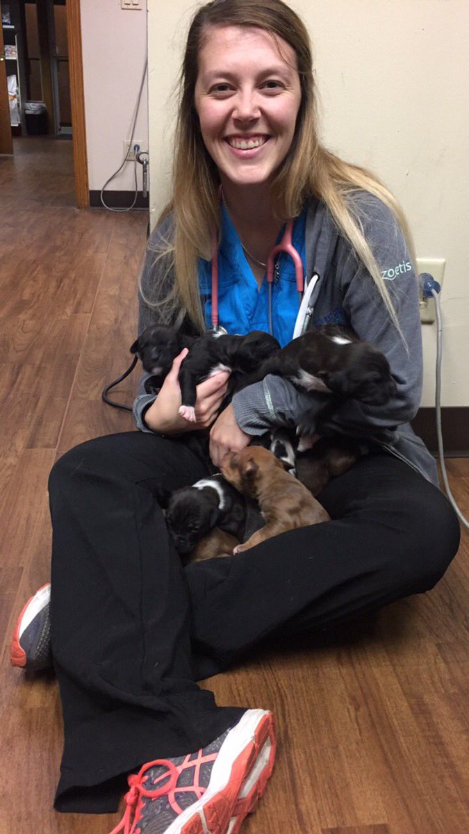 ElexisShultz's tweet photo. What’s better than a lap full of puppies? The answer is...nothing 😊 #puppies #pitbulls #vettech #ervettech https://t.co/Q1Vn1R92ML