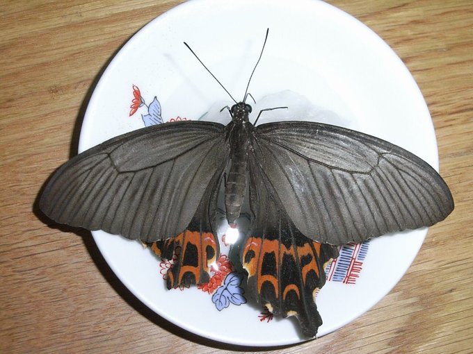 おきしま 琉球列島採集観察地ガイド 絶賛頒布中 Papilio Memnon 18年08月 Twilog