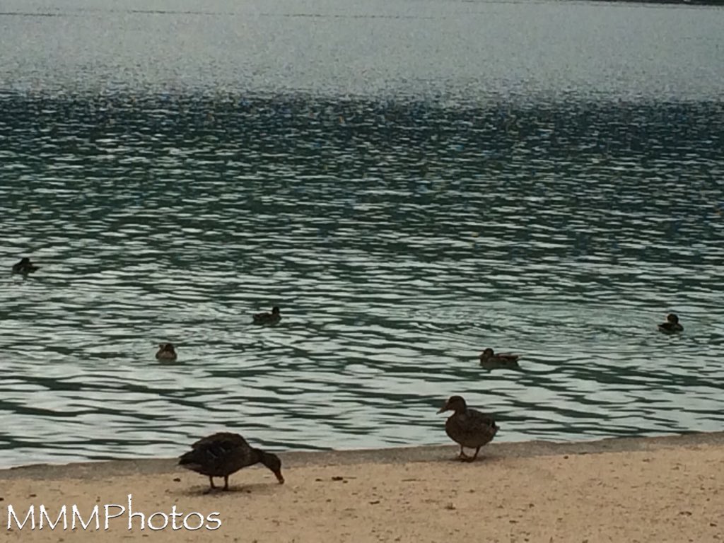 ManuelaMravlak's tweet photo. No trace of hectic,
nervousness or the like —
just a lot of cute ducks 🦆 which also have their peace (because the whole tourist will not bathe today.) 😊
This dark, deep blue, which carries the lake today, mesmerizes me magically..✨
Looks so special. #MMMExperiences #MMMatWork https://t.co/Zas7QRo41I