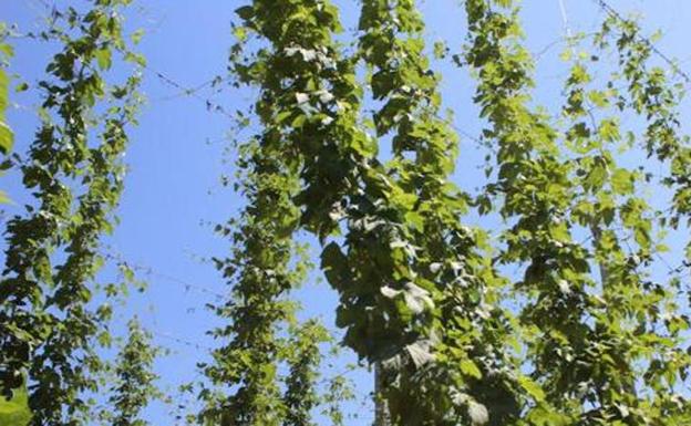 Cata lúpulo al vaso ow.ly/TxeE30lD7cr