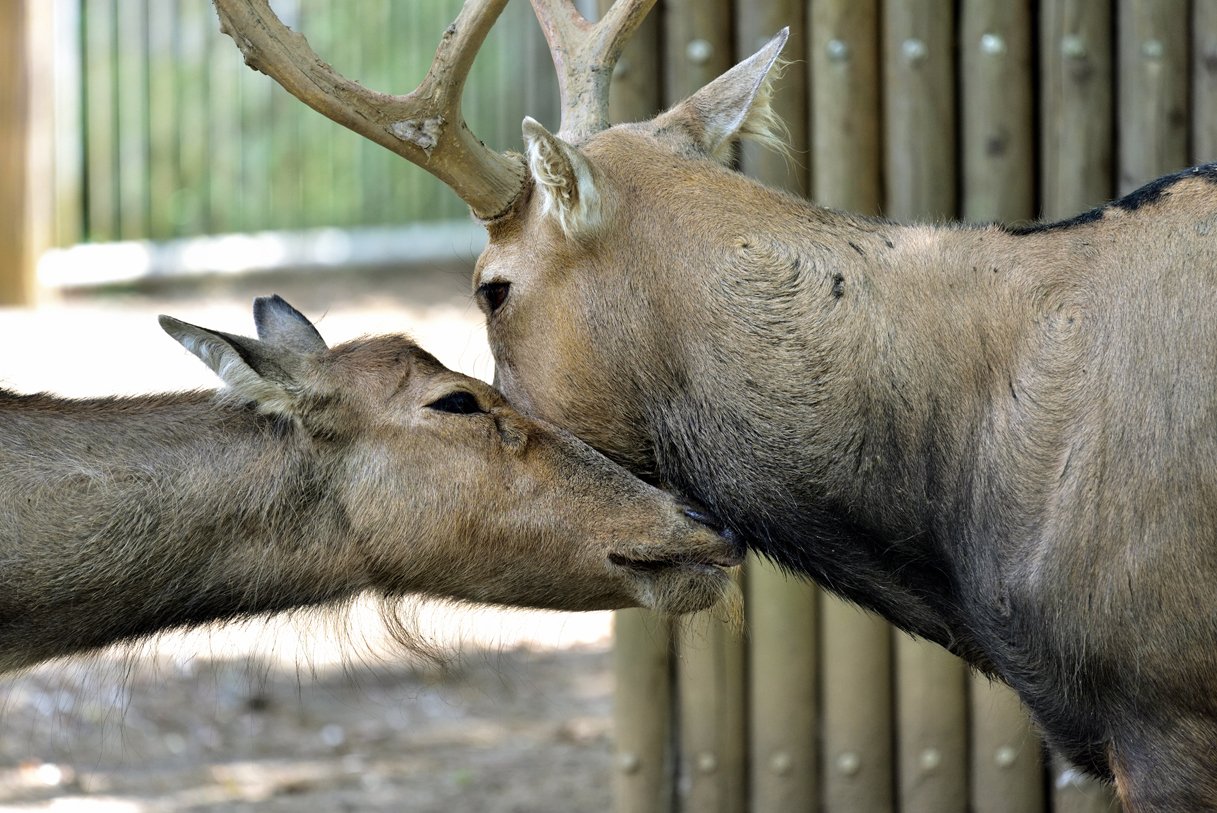 Nekooyaji ﾗﾌﾞﾗﾌﾞ ｼﾌｿﾞｳ 多摩動物公園 T Co 3e1cni8nqv Twitter